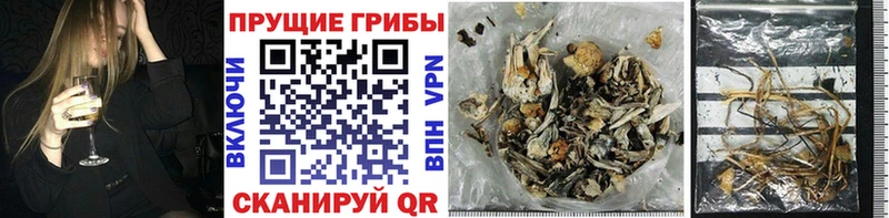 Псилоцибиновые грибы Cubensis  omg ССЫЛКА  Кировск 